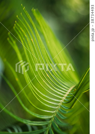 Green Leaves Of Cycas Revoluta In Botanical Garden 38734493