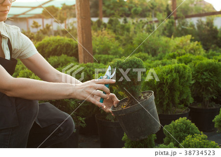 Cutting seedlings in a pot Cutting seedlings in a pot 38734523