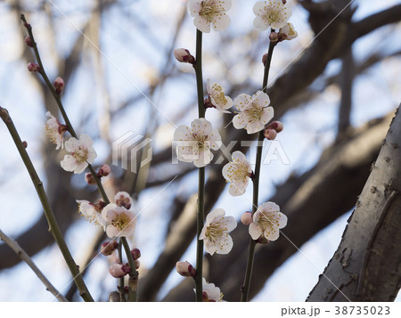 白梅・うめ 白梅・うめ 38735023