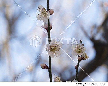 白梅・うめ 38735024