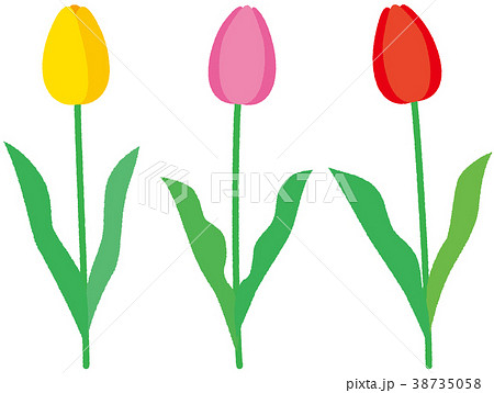 花 チューリーップ 3色 黄 ピンク 赤 38735058