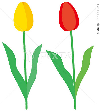 花 チューリーップ 2色 黄色 赤 花 チューリーップ 2色 黄色 赤 38735064