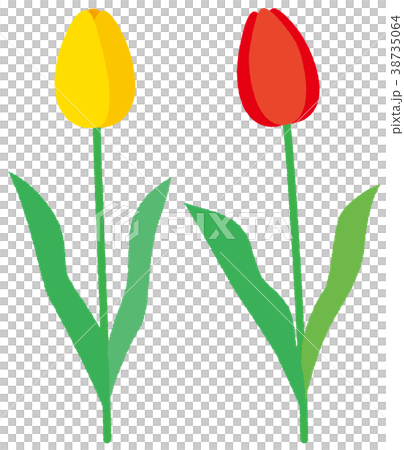 花 チューリーップ 2色 黄色 赤 花 チューリーップ 2色 黄色 赤 38735064