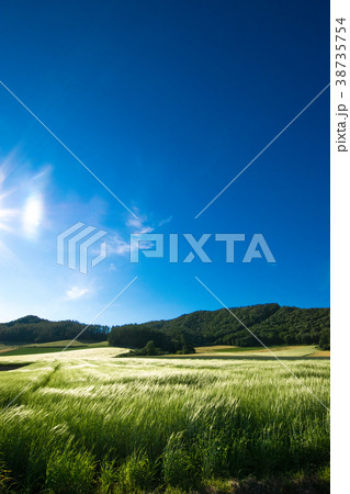風になびく麦穂　麦畑　丘　南富良野 38735754