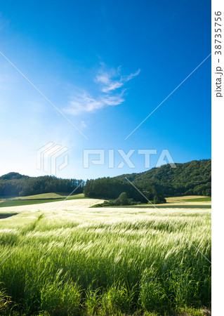 風になびく麦穂　麦畑　丘　南富良野 38735756