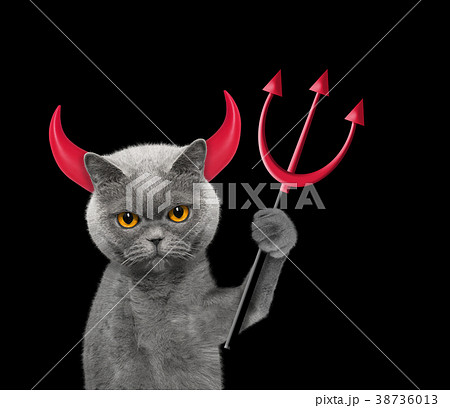 Devil is cat`s costume for Halloween 38736013