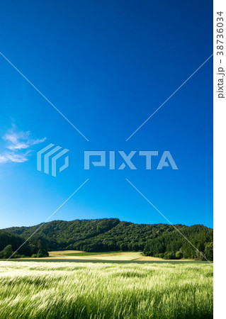 風になびく麦穂　麦畑　丘　南富良野 38736034