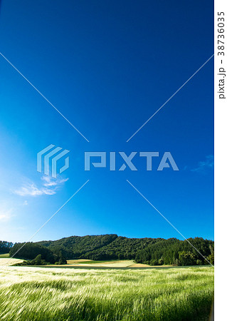 風になびく麦穂　麦畑　丘　南富良野 38736035
