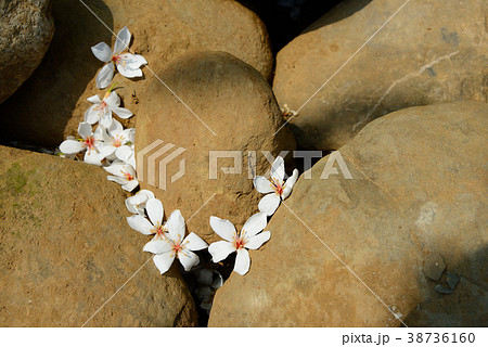 葉 リーフ 葉っぱ 38736160