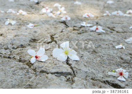 葉 リーフ 葉っぱ 38736161