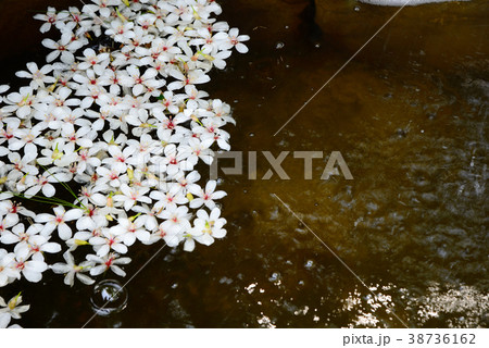 葉 リーフ 葉っぱ 38736162