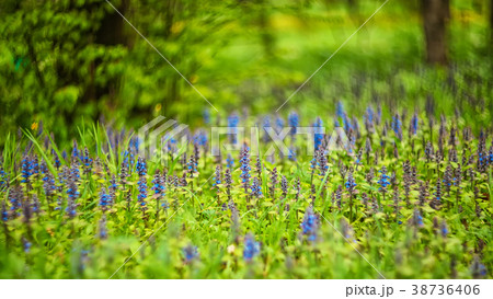 thyme wild thyme or creeping thyme 38736406