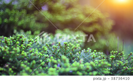 twinkling lights vivid color blurred bokeh 38736410