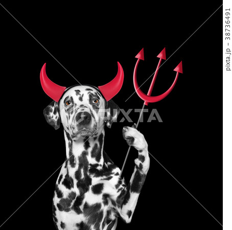 Devil is dog`s costume for Halloween  38736491