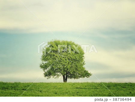 Single tree in the centre of the meadow  38736494