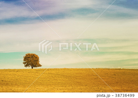 Single tree on meadow full of flowers Single tree on meadow full of flowers 38736499