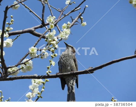 早春の梅とヒヨドリ 38736504