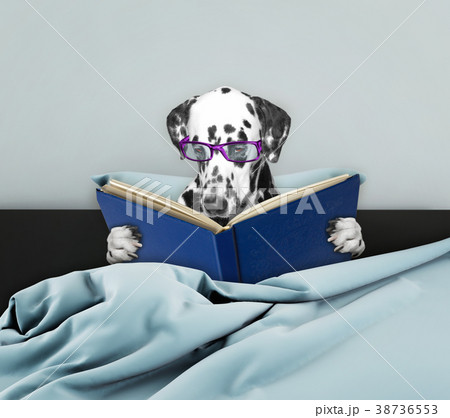 Cute dalmatian dog reading a book in bed Cute dalmatian dog reading a book in bed 38736553