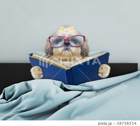 Cute shitzu dog reading a book in bed Cute shitzu dog reading a book in bed 38736554