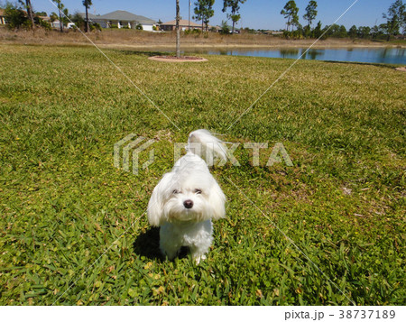 子犬、芝生遊び 子犬、芝生遊び 38737189