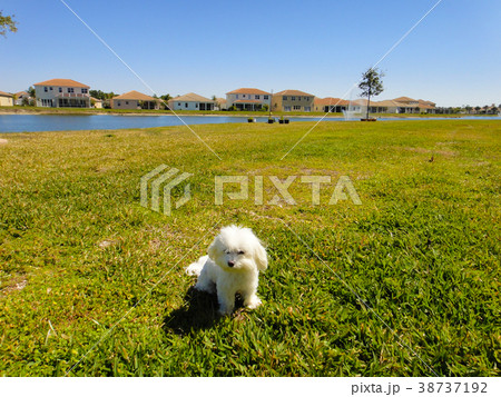 子犬、芝生遊び 38737192