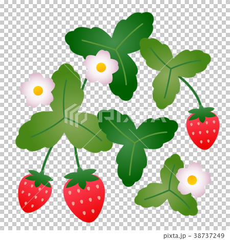 草莓 草莓 38737249