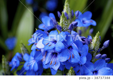 エランテムム・ウォッティ－  38737388