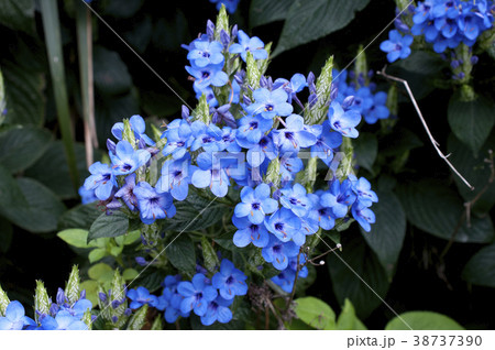 エランテムム・ウォッティ－  38737390