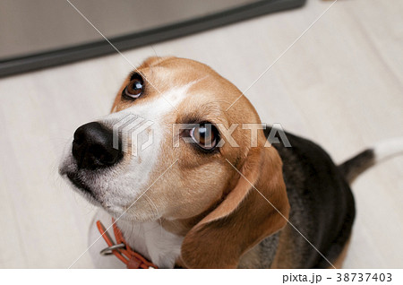 ビーグル犬の写真素材