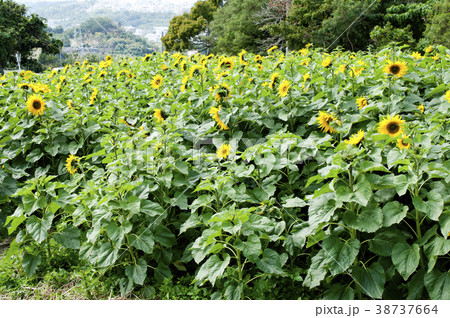 ヒマワリ 38737664