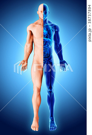 3d illustration two tone skeleton, medical. 3d illustration two tone skeleton, medical. 38737894