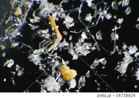 顕微鏡でみたハウスダスト 38738826