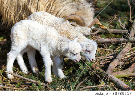 Sheep with lamb, easter symbol 38739517