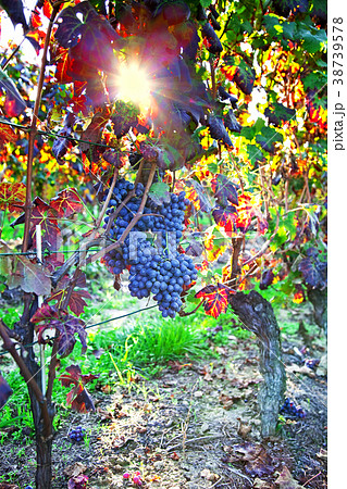 Astigiano, Piedmont, Italy 38739578