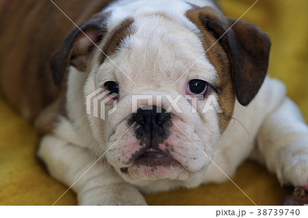 Portrait of puppy english bulldog Portrait of puppy english bulldog 38739740