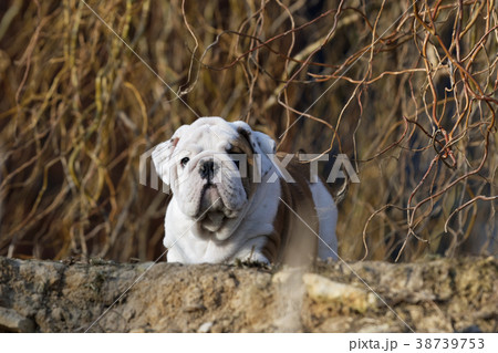 Portrait of puppy english bulldog Portrait of puppy english bulldog 38739753