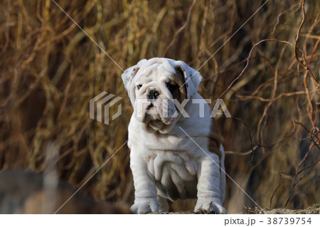 Portrait of puppy english bulldog Portrait of puppy english bulldog 38739754