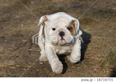 Small puppy of english bulldog running 38739755