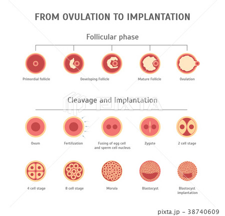 Cartoon In Vitro Fertilization Card Poster. Vector 38740609
