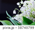 Close up of Lily of valley flower 38740799