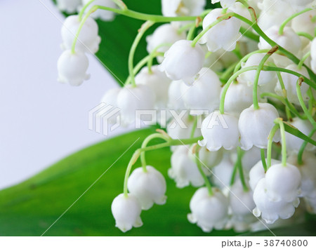 Green-muguet bouquet Close-up Green-muguet bouquet Close-up 38740800