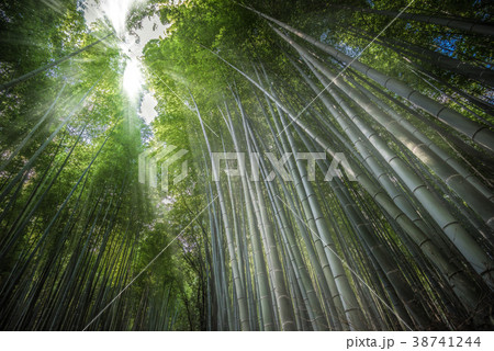 Sunlight in Arashiyama Bamboo forest, Kyoto, Japan Sunlight in Arashiyama Bamboo forest, Kyoto, Japan 38741244