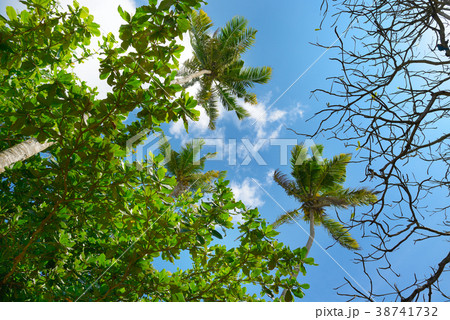 Palm tree against beautiful blue sky Palm tree against beautiful blue sky 38741732