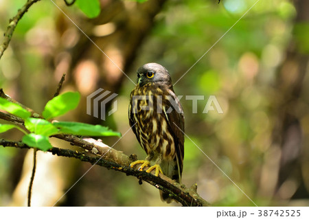 アオバズク 38742525