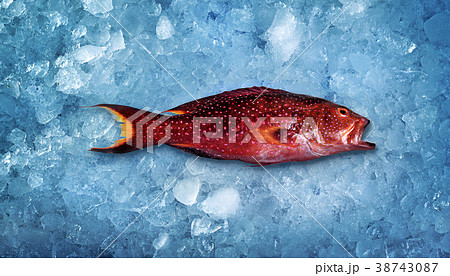 Advertising photography fish lying on ice Advertising photography fish lying on ice 38743087