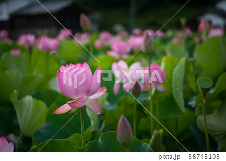 蓮 ハス 花 熊蜂 ハチ ムシ 臼杵石仏 蓮 ハス 花 熊蜂 ハチ ムシ 臼杵石仏 38743103