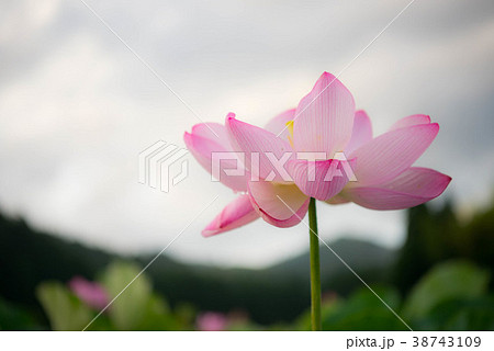 蓮　ハス　花　臼杵石仏 38743109