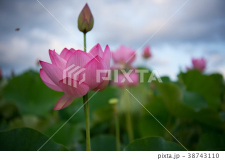 蓮　ハス　花　臼杵石仏 38743110