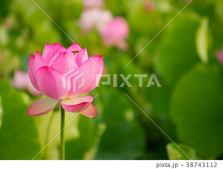 蓮　ハス　花　熊蜂　ハチ　ムシ　臼杵石仏 38743112