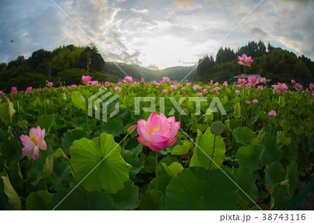 蓮　ハス　花　朝日　青空 38743116